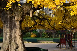 Parc Monceau en automne