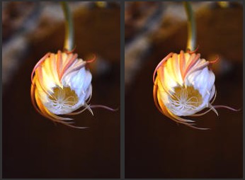 Fleur de Quynh Hoa