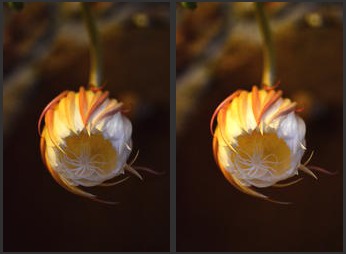 Fleur de Quynh Hoa